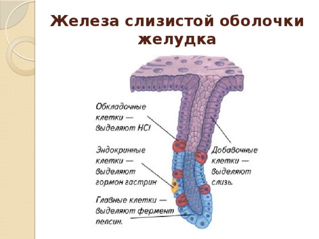 Железа слизистой оболочки желудка