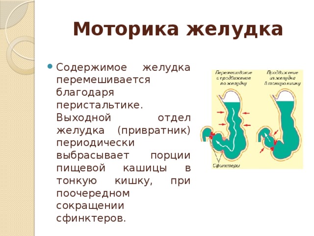 Моторика желудка и кишечника