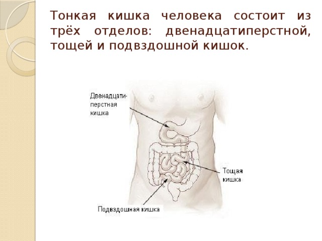 Тонкая кишка человека состоит из трёх отделов: двенадцатиперстной, тощей и подвздошной кишок.