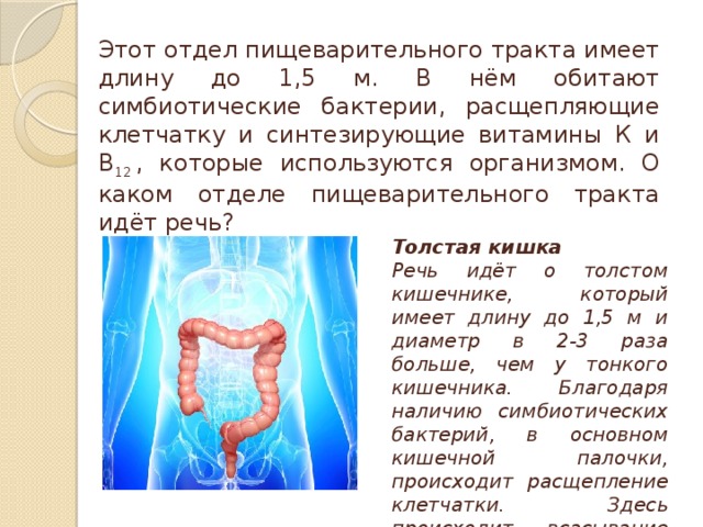 Этот отдел пищеварительного тракта имеет длину до 1,5 м. В нём обитают симбиотические бактерии, расщепляющие клетчатку и синтезирующие витамины К и В 12  , которые используются организмом. О каком отделе пищеварительного тракта идёт речь? Толстая кишка Речь идёт о толстом кишечнике, который имеет длину до 1,5 м и диаметр в 2-3 раза больше, чем у тонкого кишечника. Благодаря наличию симбиотических бактерий, в основном кишечной палочки, происходит расщепление клетчатки. Здесь происходит всасывание воды.