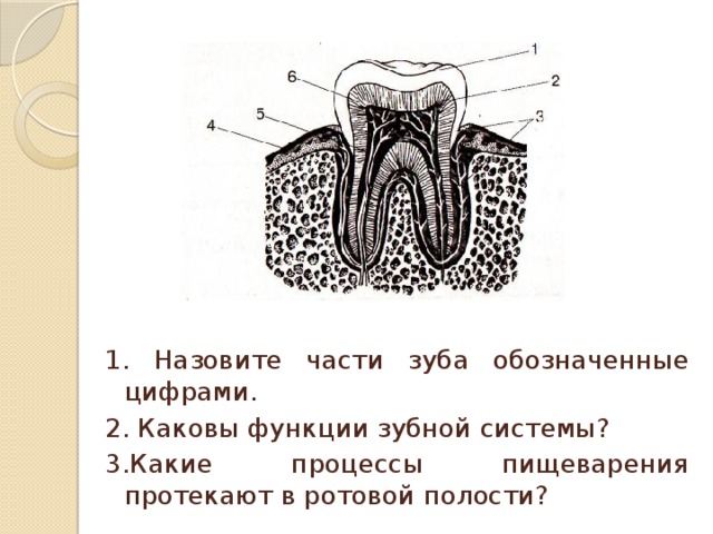 1. Назовите части зуба обозначенные цифрами. 2. Каковы функции зубной системы? 3.Какие процессы пищеварения протекают в ротовой полости?