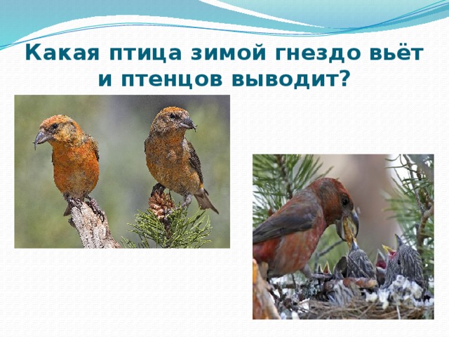 Какая птица зимой гнездо вьёт и птенцов выводит?