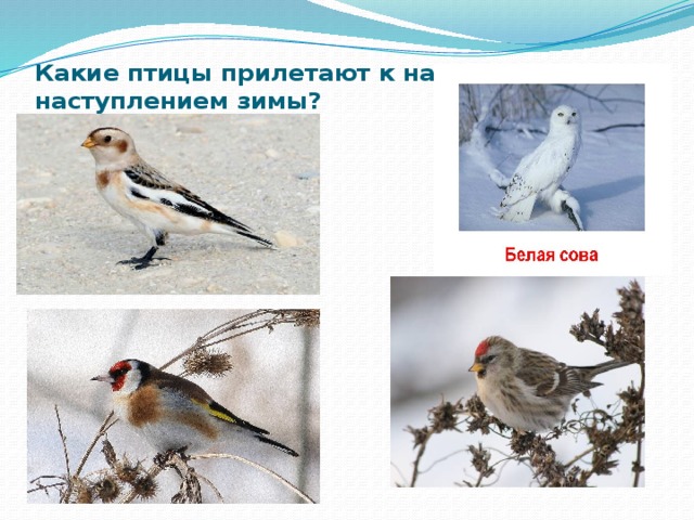 Какие птицы прилетают к нам с наступлением зимы?