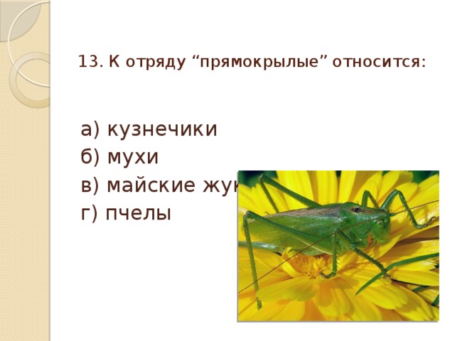 13. К отряду “прямокрылые” относится:   а) кузнечики б) мухи в) майские жуки г) пчелы