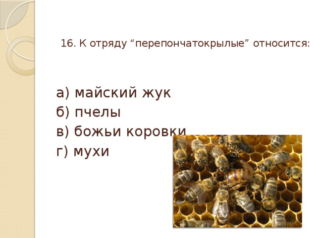 16. К отряду “перепончатокрылые” относится:   а) майский жук б) пчелы в) божьи коровки г) мухи