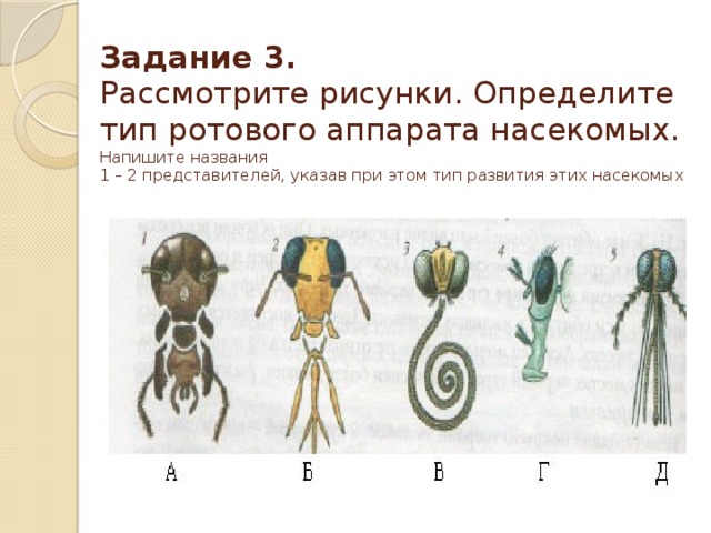 Задание 3.  Рассмотрите рисунки. Определите тип ротового аппарата насекомых. Напишите названия  1 – 2 представителей, указав при этом тип развития этих насекомых