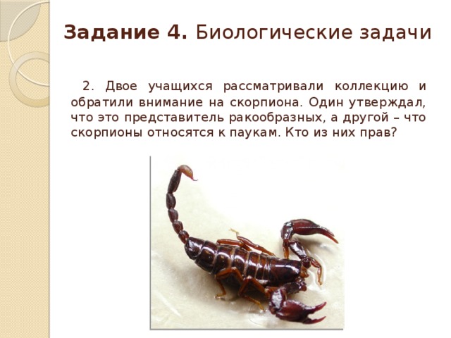 Задание 4.  Биологические задачи  2. Двое учащихся рассматривали коллекцию и обратили внимание на скорпиона. Один утверждал, что это представитель ракообразных, а другой – что скорпионы относятся к паукам. Кто из них прав?