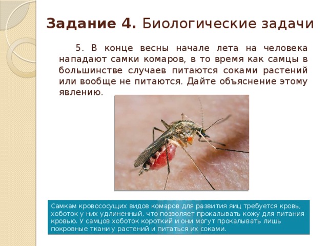 Задание 4.  Биологические задачи  5. В конце весны начале лета на человека нападают самки комаров, в то время как самцы в большинстве случаев питаются соками растений или вообще не питаются. Дайте объяснение этому явлению. Самкам кровососущих видов комаров для развития яиц требуется кровь, хоботок у них удлиненный, что позволяет прокалывать кожу для питания кровью. У самцов хоботок короткий и они могут прокалывать лишь покровные ткани у растений и питаться их соками.
