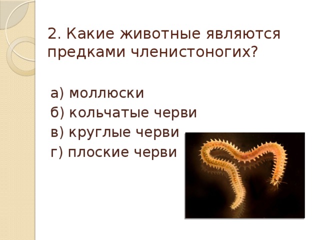 2. Какие животные являются предками членистоногих? а) моллюски б) кольчатые черви в) круглые черви г) плоские черви