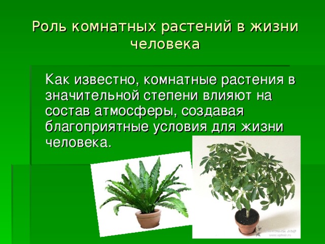 Роль комнатных растений в жизни человека