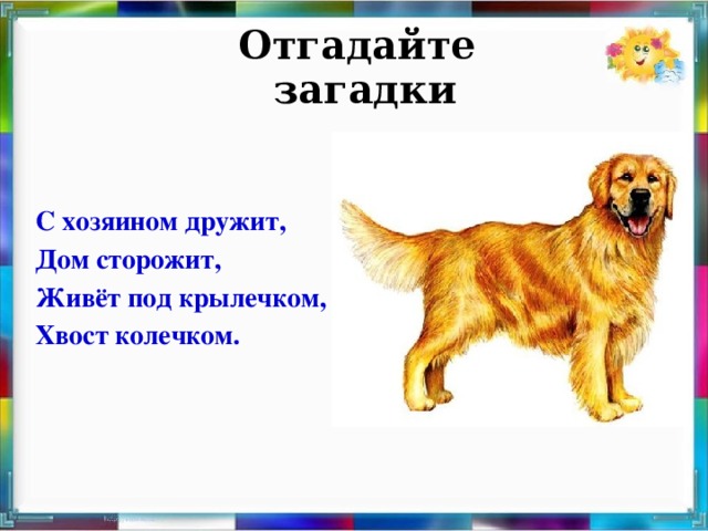 Отгадайте загадки   С хозяином дружит, Дом сторожит, Живёт под крылечком, Хвост колечком.