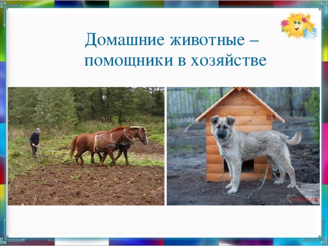 Домашние животные – помощники в хозяйстве