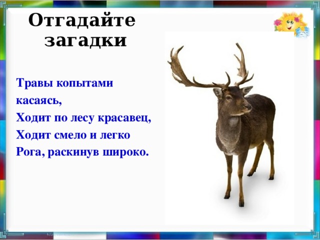 Трав копытами касаясь ходит по лесу красавец ходит смело и легко рога раскинув широко