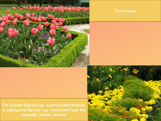 Тюльпаны По краям бархатцы крупноцветковые, в середине бархатцы тонколистые. На заднем плане лилии.