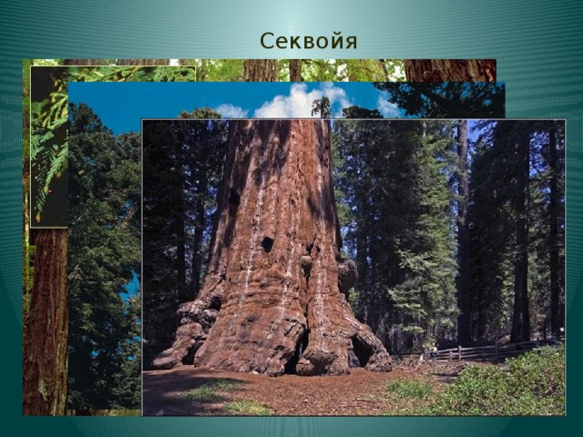 Секвойя