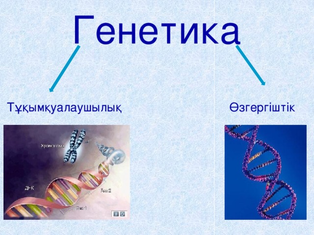 Генетика Өзгергіштік Тұқымқуалаушылық