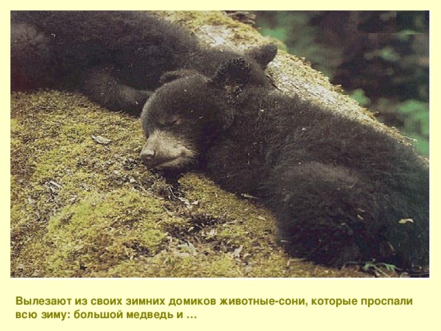 Вылезают из своих зимних домиков животные-сони, которые проспали всю зиму: большой медведь и …