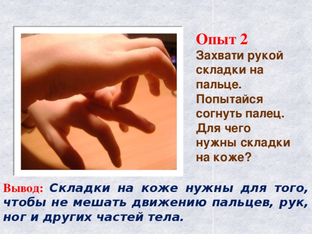 Опыт 2  Захвати рукой складки на пальце. Попытайся согнуть палец. Для чего нужны складки на коже? Вывод:  Складки на коже нужны для того, чтобы не мешать движению пальцев, рук, ног и других частей тела.