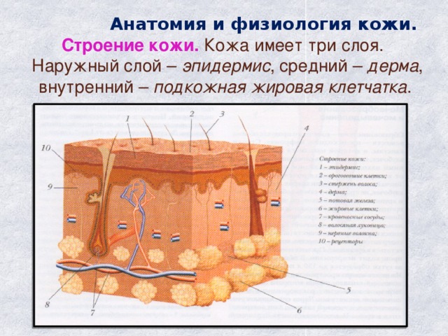 Анатомия и физиология кожи.  Строение кожи. Кожа имеет три слоя.  Наружный слой – эпидермис , средний – дерма , внутренний – подкожная жировая клетчатка .