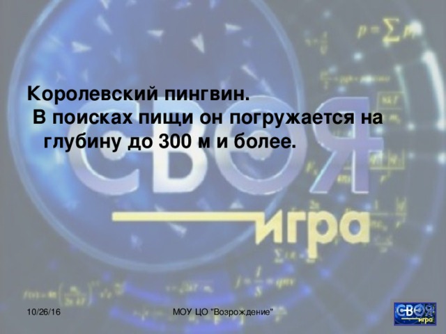 Королевский пингвин.  В поисках пищи он погружается на глубину до 300 м и более.  10/26/16 МОУ ЦО 