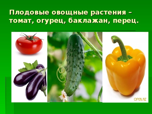 Плодовые овощные растения – томат, огурец, баклажан, перец.