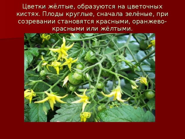 Цветки жёлтые, образуются на цветочных кистях. Плоды круглые, сначала зелёные, при созревании становятся красными, оранжево-красными или жёлтыми.