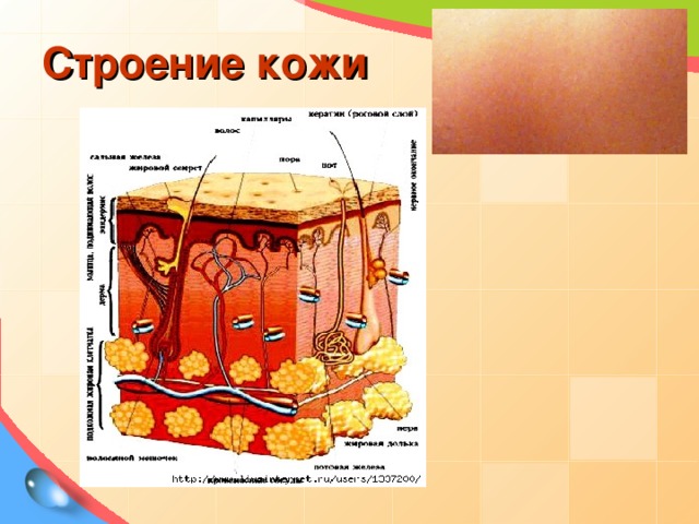 Строение кожи