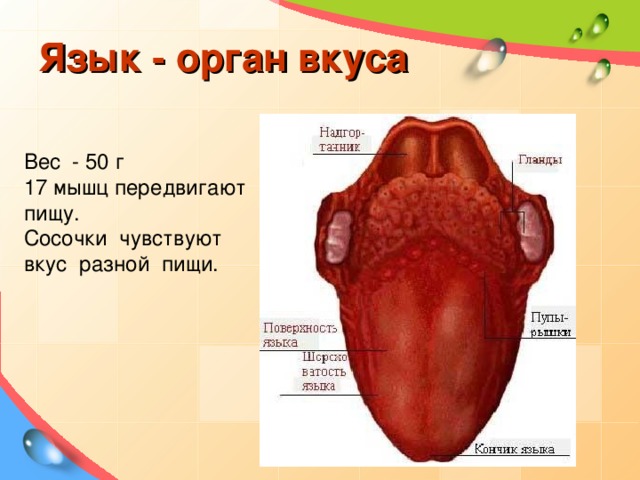 Язык - орган вкуса Вес - 50 г 17 мышц передвигают пищу. Сосочки чувствуют вкус разной пищи.