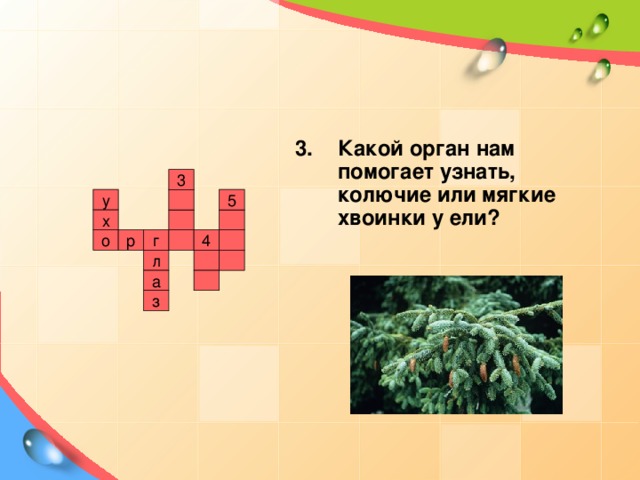 Какой орган нам помогает узнать, колючие или мягкие хвоинки у ели?