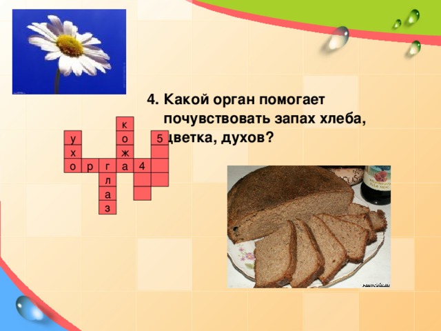 4. Какой орган помогает почувствовать запах хлеба, цветка, духов? к 5 о у ж х о 4 а р г л а з