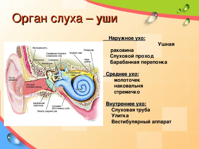 Вестибулярный аппарат расположен в среднем ухе. Структуры уха и вестибулярного аппарата. Строение уха человека вестибулярный аппарат. Строение органа слуха анатомия. Слуховой аппарат строение уха.