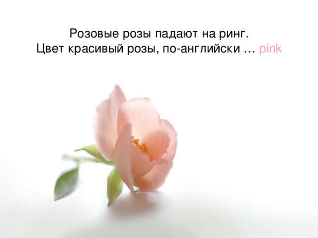 Розовые розы падают на ринг.  Цвет красивый розы, по-английски … pink