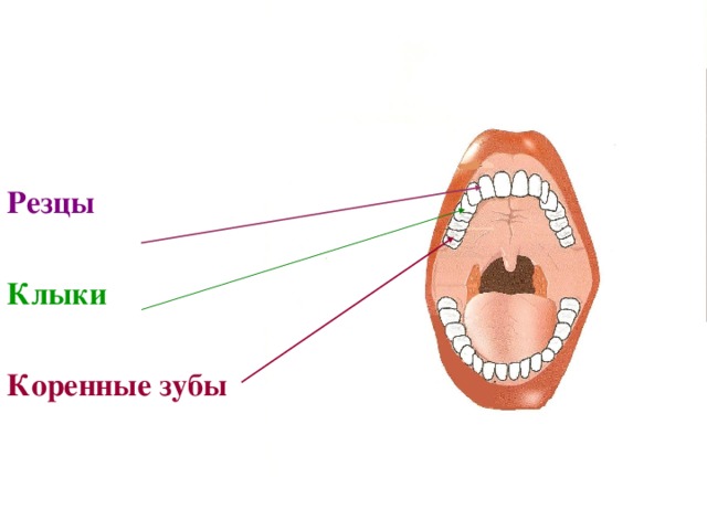 Резцы Клыки  Коренные зубы