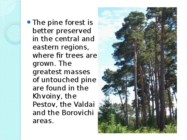 The pine forest is better preserved in the central and eastern regions, where fir trees are grown. The greatest masses of untouched pine are found in the Khvoiny, the Pestov, the Valdai and the Borovichi areas.