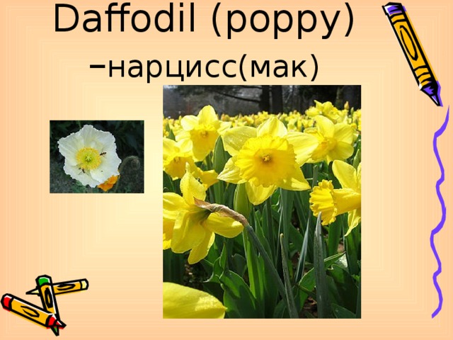 Daffodil (poppy) – нарцисс(мак)