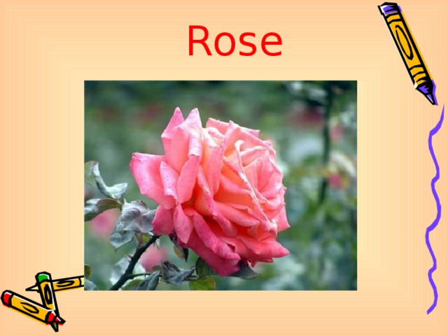 Rose