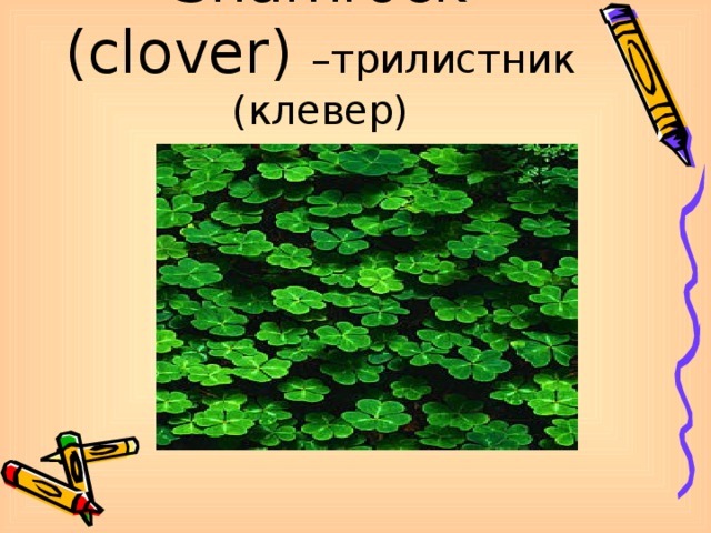 Shamrock (clover)  –трилистник (клевер)