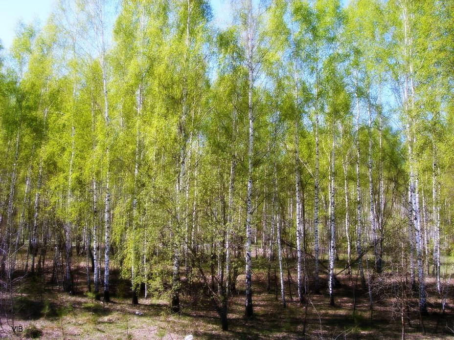 Березка последние. В.Н.Бакшеев. «Голубая Весна»1930. Брянский лес весной. Лес в Брянской области весной. Прозрачный весенний лес.