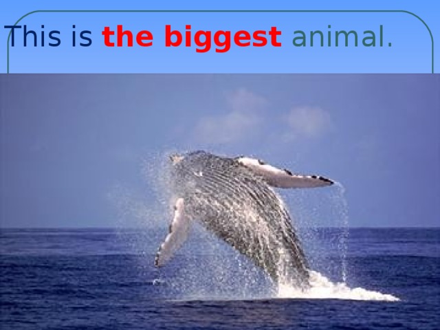 This is the biggest animal.