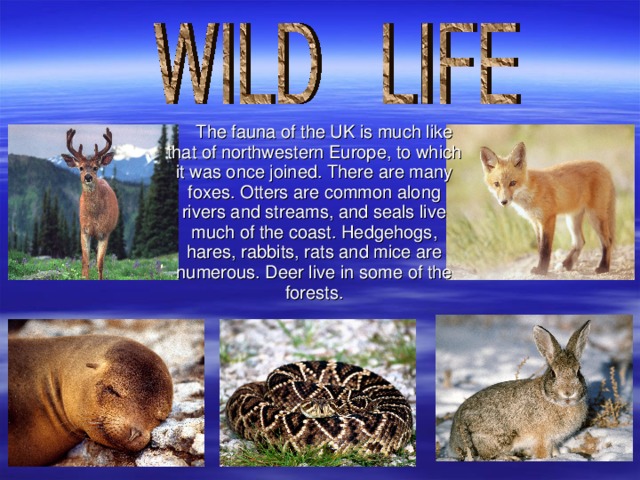 The fauna of the UK is much like that of northwestern Europe, to which it was once joined. There are many foxes. Otters are common along rivers and streams, and seals live much of the coast. Hedgehogs, hares, rabbits, rats and mice are numerous. Deer live in some of the forests.