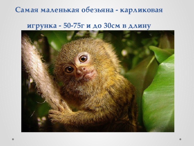 Самая маленькая обезьяна - карликовая игрунка - 50-75г и до 30см в длину