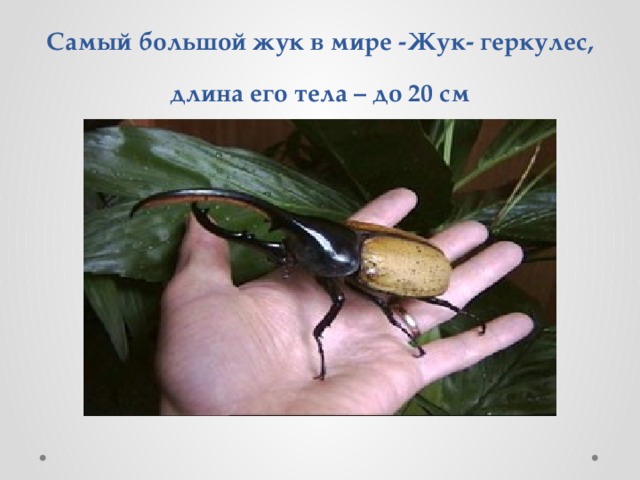 Самый большой жук в мире -Жук- геркулес, длина его тела – до 20 см