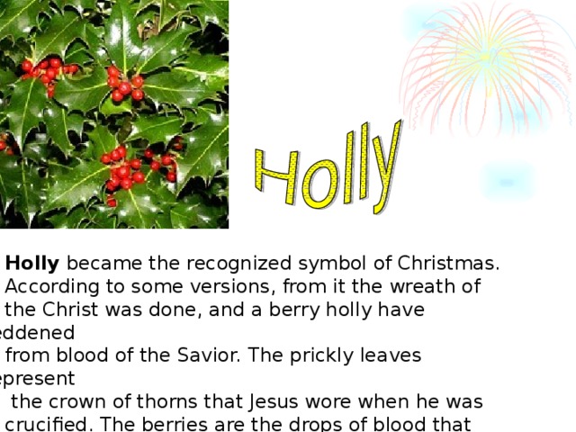 Holly became the recognized symbol of Christmas. According to some versions, from it the wreath of the Christ was done, and a berry holly have reddened from blood of the Savior. The prickly leaves represent  the crown of thorns that Jesus wore when he was crucified. The berries are the drops of blood that were shed by Jesus because of the thorns.
