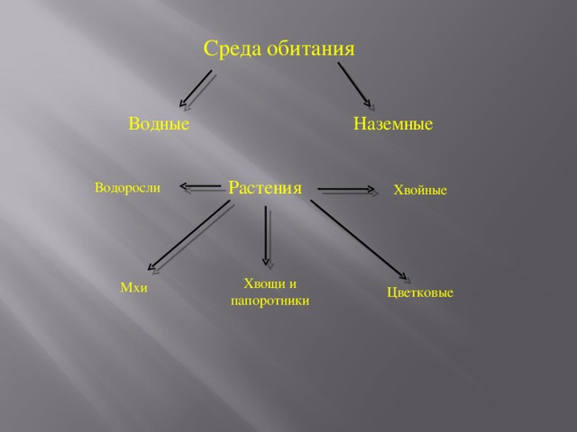Среда обитания Водные Наземные Растения Водоросли Хвойные Хвощи и папоротники Мхи Цветковые