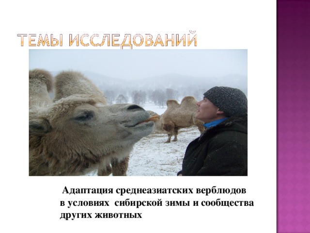 Адаптация среднеазиатских верблюдов в условиях сибирской зимы и сообщества других животных