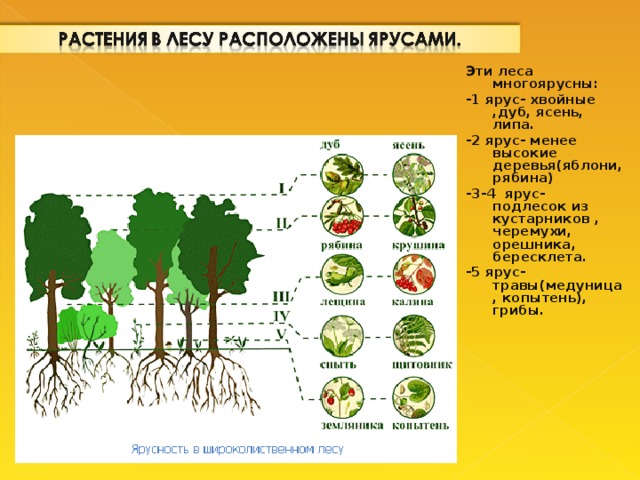 Эти леса многоярусны: -1 ярус- хвойные ,дуб, ясень, липа. -2 ярус- менее высокие деревья(яблони, рябина) -3-4 ярус- подлесок из кустарников , черемухи, орешника, бересклета. -5 ярус- травы(медуница, копытень), грибы.