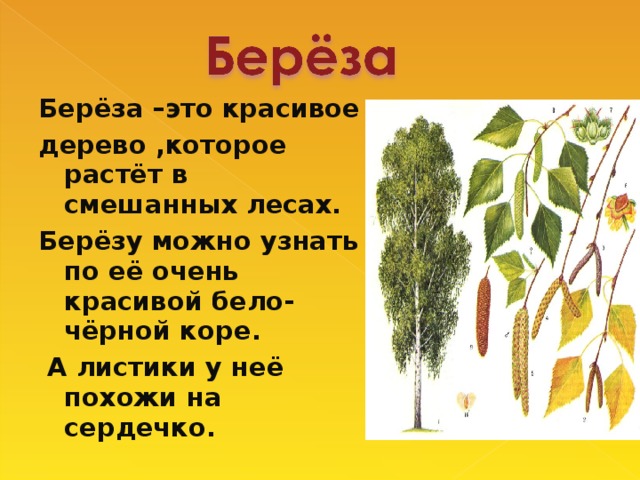 Берёза –это красивое дерево ,которое растёт в смешанных лесах. Берёзу можно узнать по её очень красивой бело-чёрной коре .  А листики у неё похожи на сердечко.