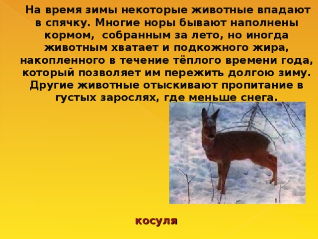 На время зимы некоторые животные впадают в спячку. Многие норы бывают наполнены кормом, собранным за лето, но иногда животным хватает и подкожного жира, накопленного в течение тёплого времени года, который позволяет им пережить долгою зиму. Другие животные отыскивают пропитание в густых зарослях, где меньше снега.  косуля