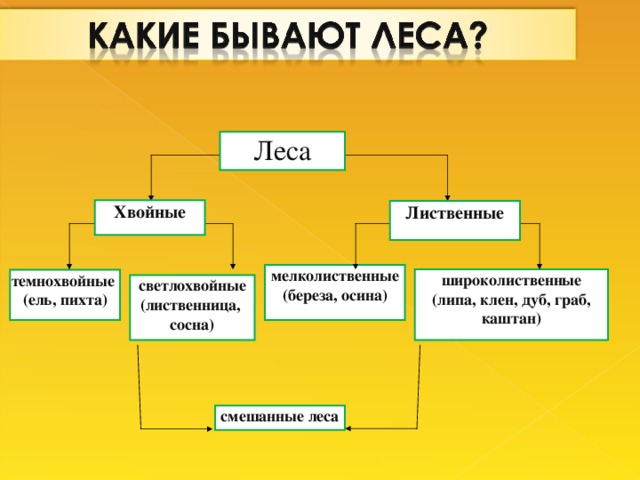 Леса Хвойные Лиственные мелколиственные (береза, осина) широколиственные (липа, клен, дуб, граб, каштан) темнохвойные (ель, пихта) светлохвойные (лиственница, сосна) смешанные леса