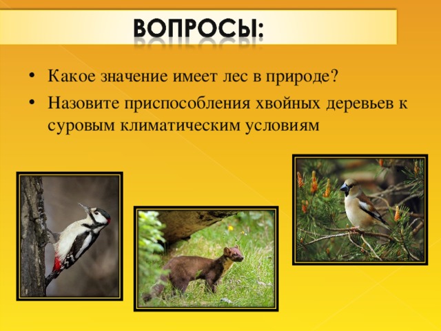 Какое значение имеет лес в природе? Назовите приспособления хвойных деревьев к суровым климатическим условиям